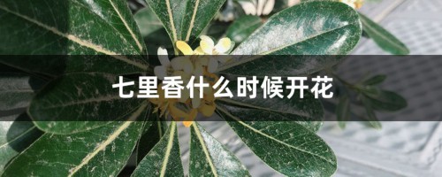 七里香什么时候开花