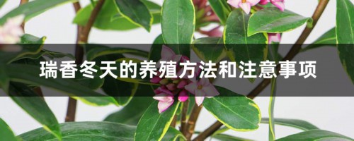 瑞香冬天的养殖方法和注意事项