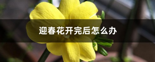 迎春花开完后怎么办