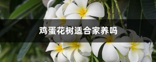 鸡蛋花树适合家养吗