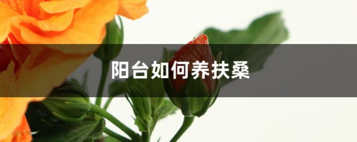 阳台如何养扶桑，需要注意什么