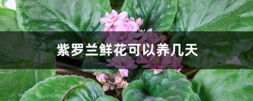 紫罗兰鲜花可以养几天，怎么养