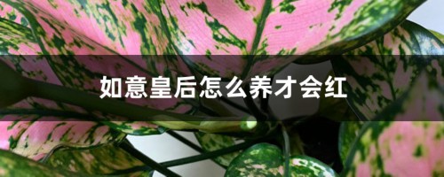 如意皇后怎么养才会红，如何让如意皇后变红