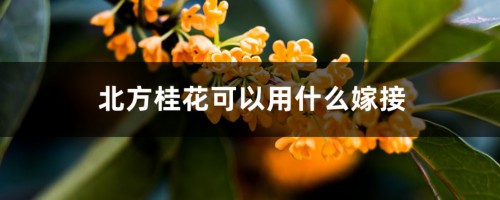 北方桂花可以用什么嫁接，嫁接时间和方法