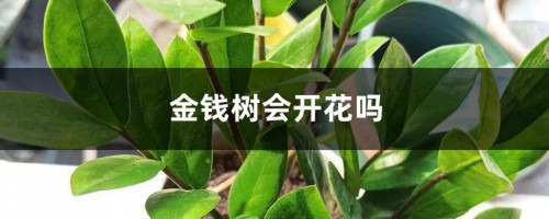 金钱树会开花吗，花是什么样子