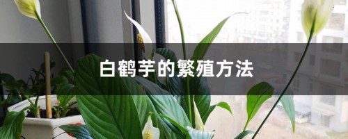 白鹤芋的繁殖方法