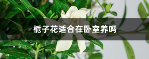 栀子花适合在卧室养吗