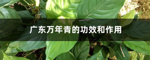 广东万年青的功效和作用