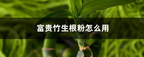 怎么给富贵竹使用生根粉