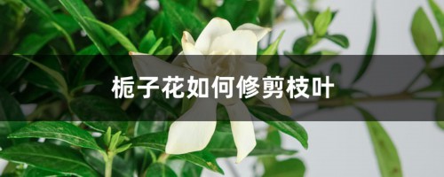 栀子花如何修剪枝叶