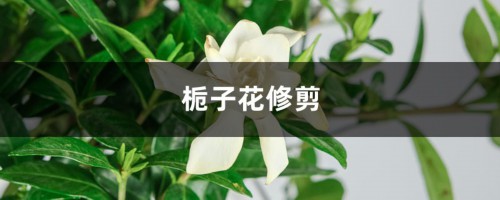 栀子花修剪