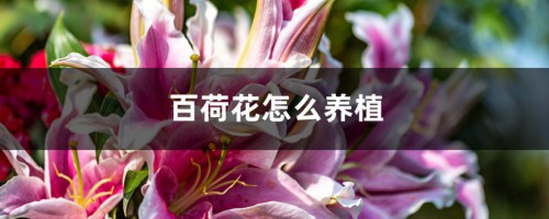 百合花怎么养殖