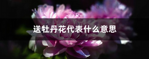 送牡丹花代表什么意思