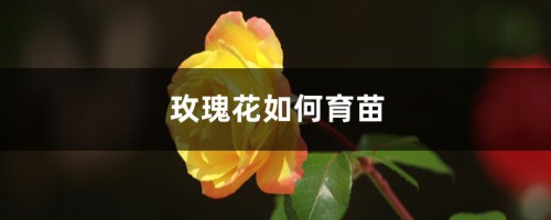 玫瑰花如何育苗