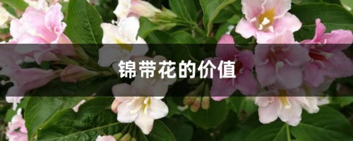 锦带花的价值