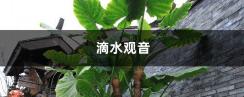 把“芋头”扔水里，3个月长成大盆栽，长得堪比“滴水观音”