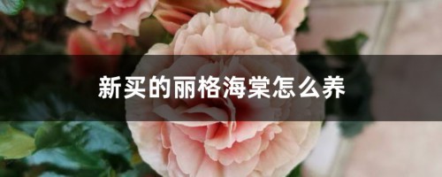 新买的丽格海棠怎么养