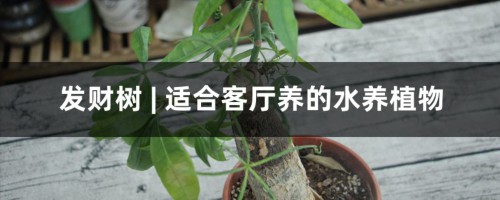 发财树 | 适合客厅养的水养植物