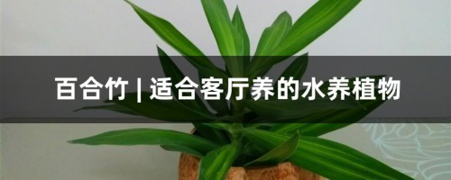 百合竹 | 适合客厅养的水养植物