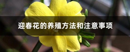 迎春花的养殖方法和注意事项