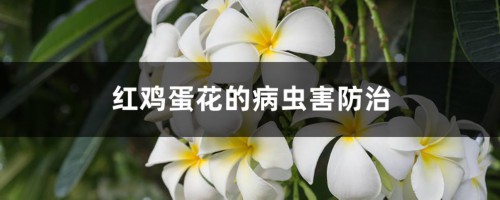 红鸡蛋花的病虫害防治