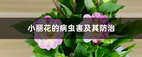 小丽花的病虫害及其防治