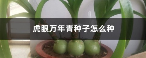 虎眼万年青种子怎么种