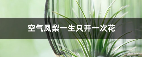 空气凤梨一生只开一次花