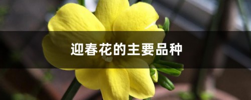 迎春花的主要品种