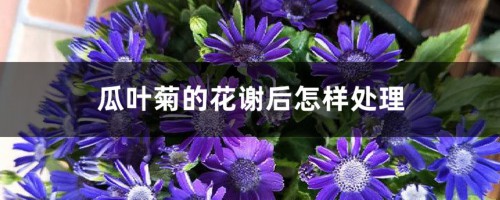 瓜叶菊的花谢后怎样处理