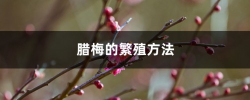 腊梅的繁殖方法