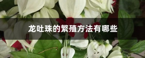 龙吐珠的繁殖方法有哪些