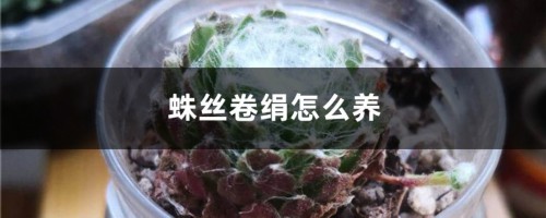 蛛丝卷绢怎么养