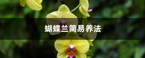 蝴蝶兰简易养法