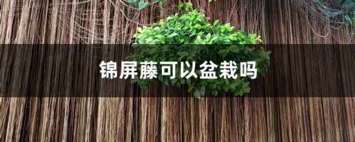 锦屏藤可以盆栽吗