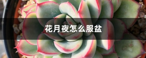 花月夜怎么服盆